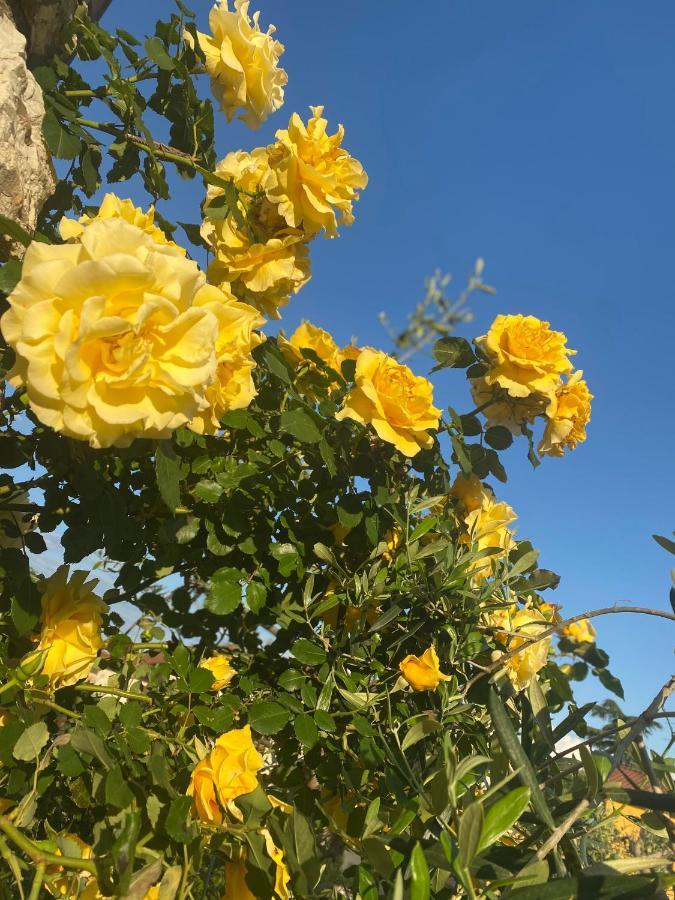 Fior Di Toscana Bed & Breakfast Serravalle Pistoiese